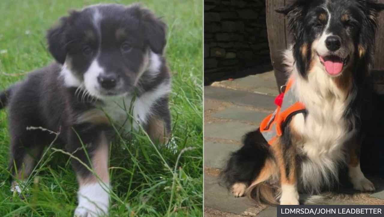 Rettungshund Skye als Welpe und mit 14 Jahren